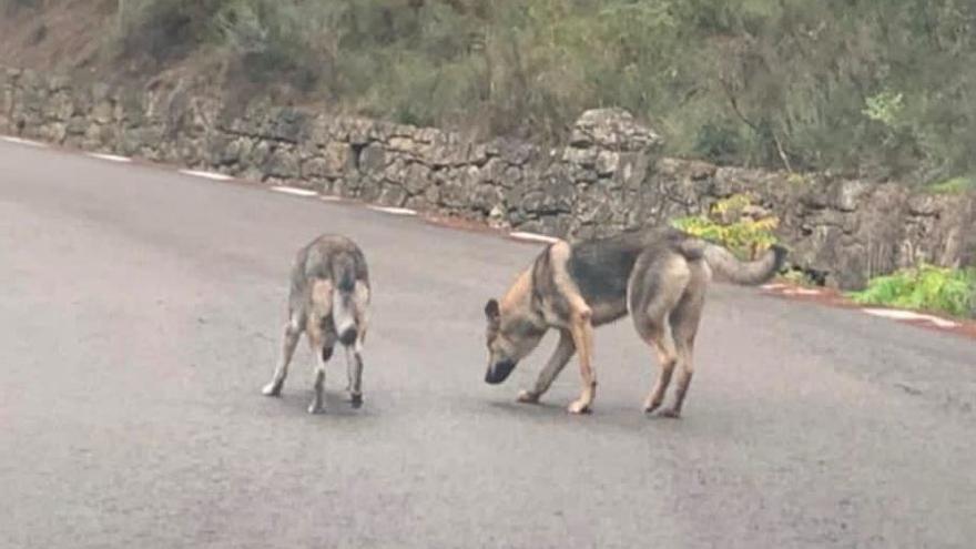 Los perros &#039;lobo&#039; de Yátova ya han vuelto a casa