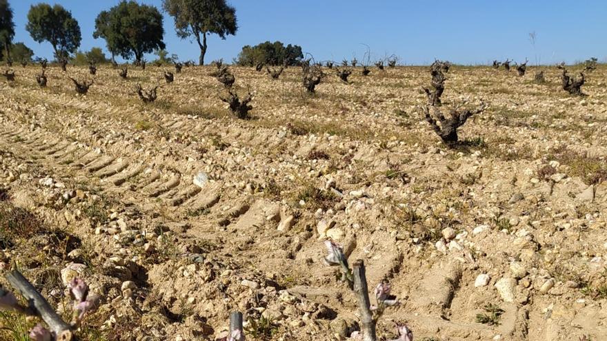 Cepas afectadas por las heladas tardías registradas a mediados de abril en la DO Tierra del Vino.