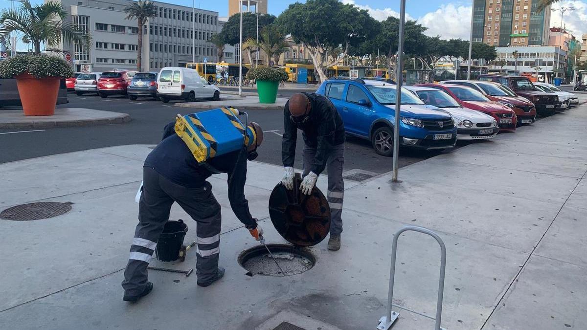 Operarios municipales durante su actuación contra las plagas en La Isleta