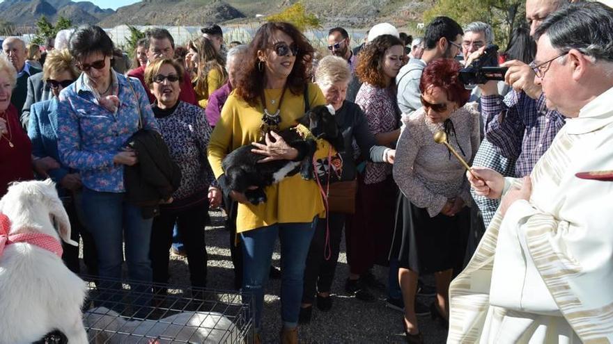 La pedanía aguileña de Tébar celebra su fiesta de San Antonio Abad