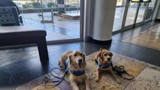 Caricias para soportar el duelo: los perros que acompañan a 300 personas al mes en un tanatorio de Gran Canaria
