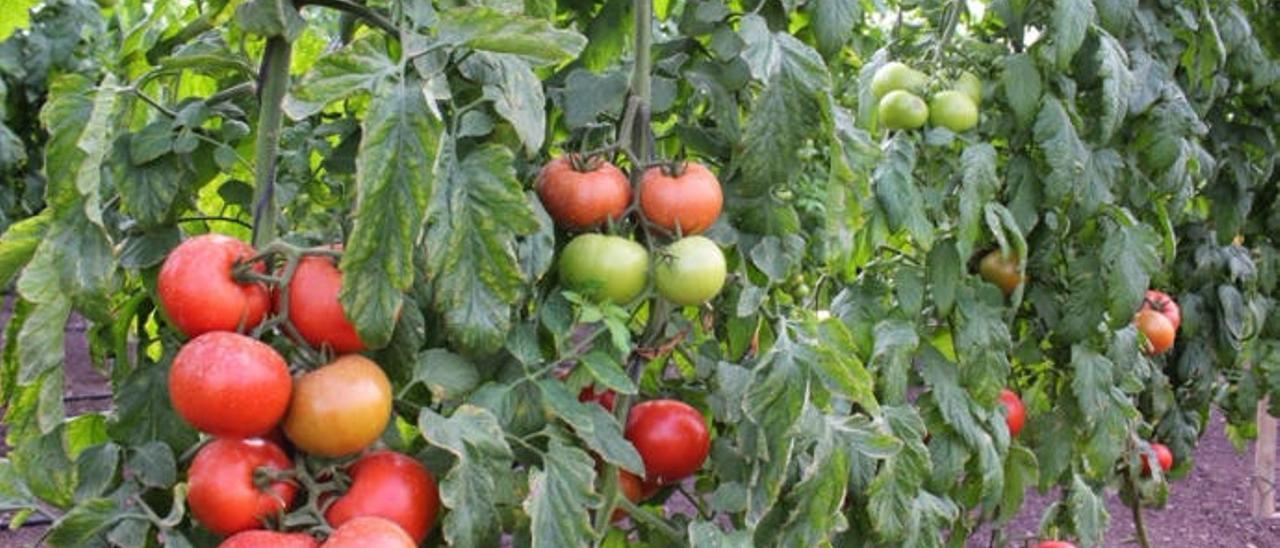 Una nueva plaga de Turquía pone en alerta a los tomateros