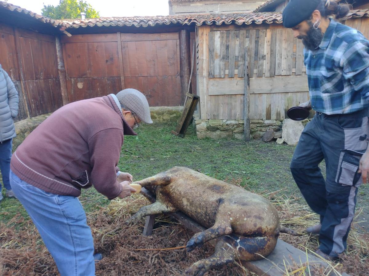 Tras quemar al marrano es necesario lavarlo a coniencia.