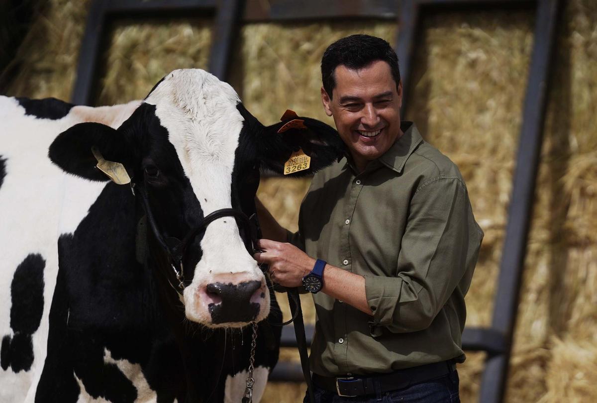 Juanma Moreno, con la vaca de Añora que le trajo suerte en la anterior campaña.