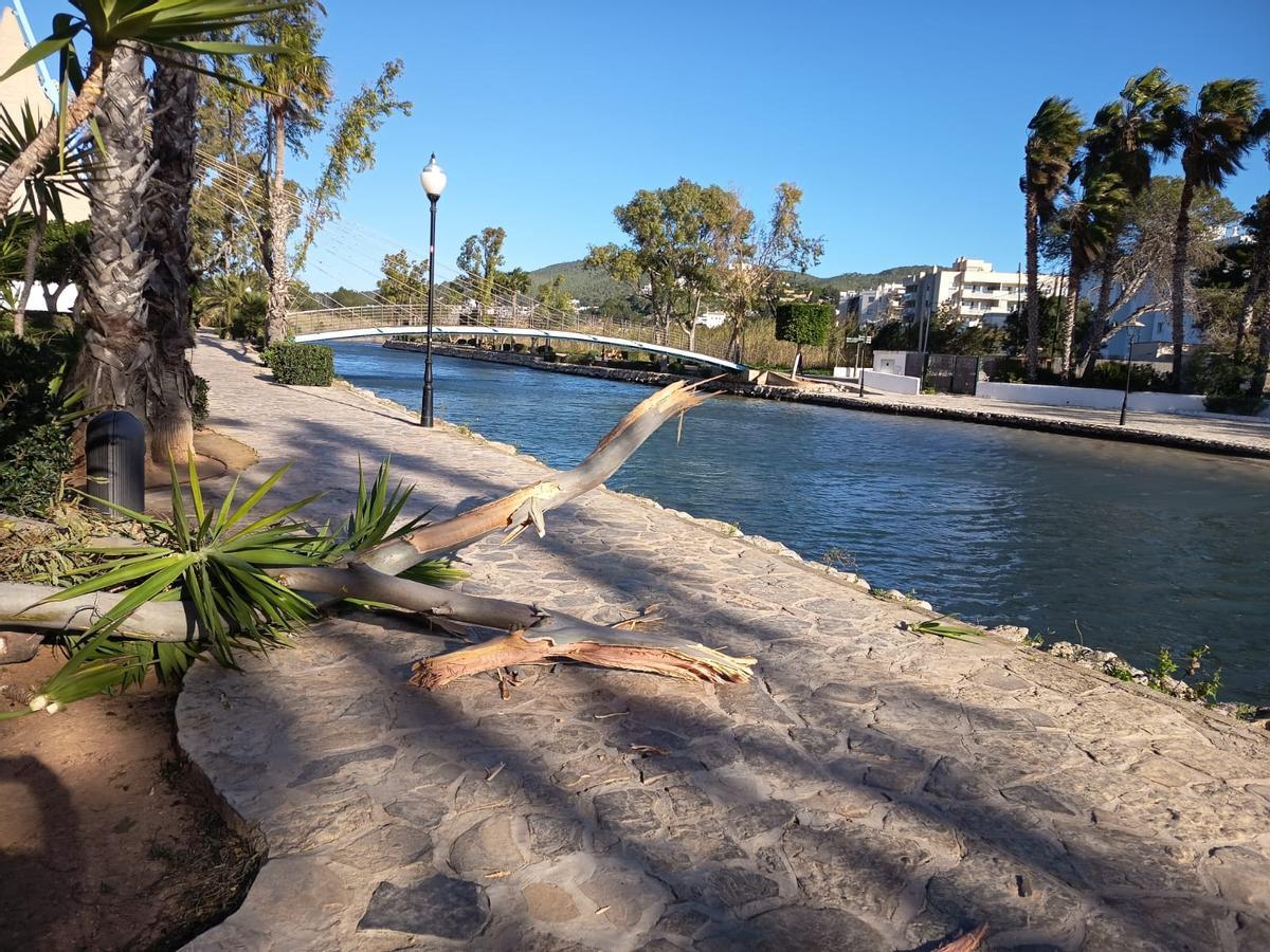 El viento tumba un árbol.