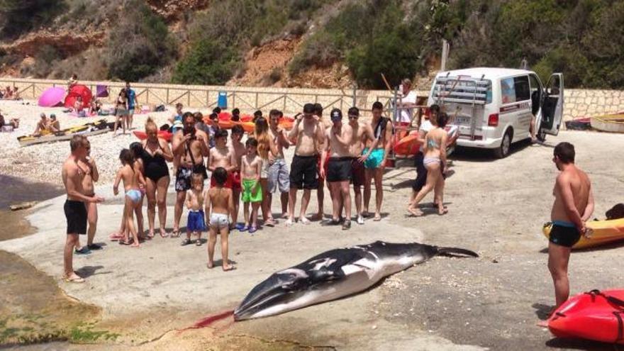 Arrastran con kayaks hasta la Granadella de Xàbia una cría de ballena muerta