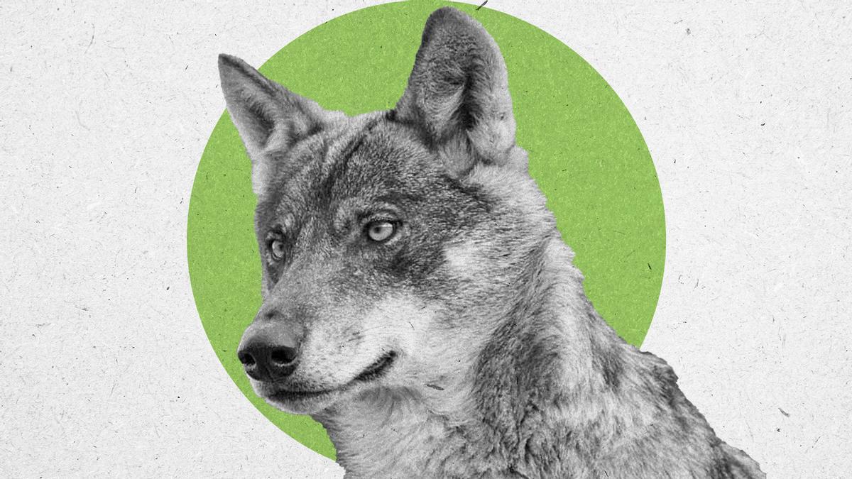 El Tribunal Europeo avala la prohibición de matar lobos