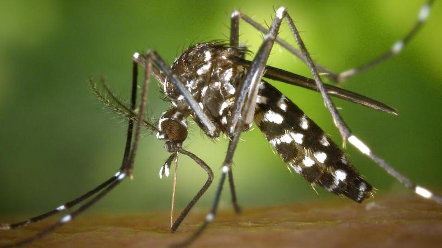 Cinc trucs per allunyar els insectes de casa teva