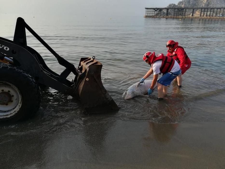 Un delfín aparece muerto en la Playa Amarilla de Águilas