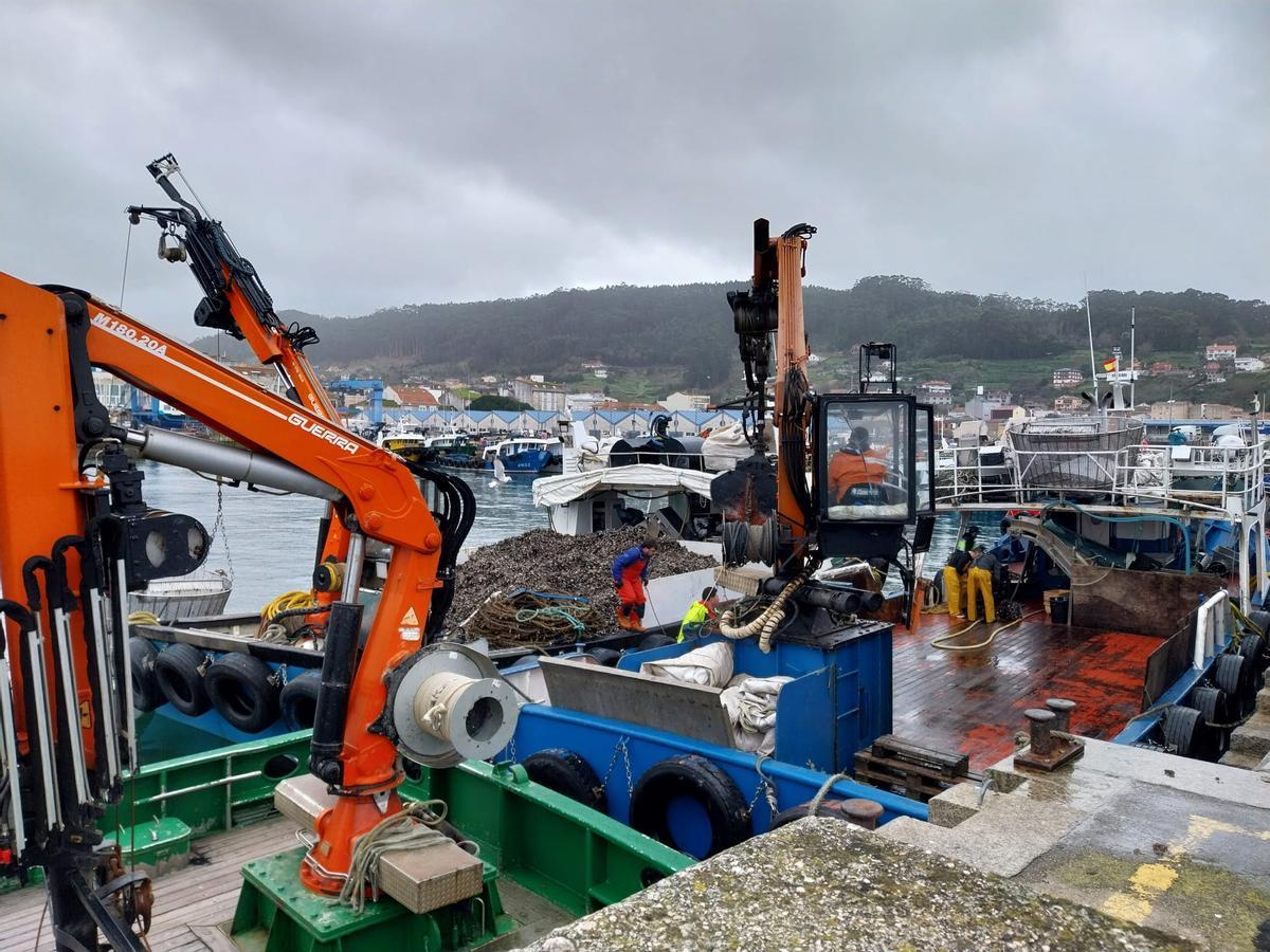 Mejilloneros de Bueu descargando ayer en el muelle tras la reapertura de dos de los polígonos bateeiros.