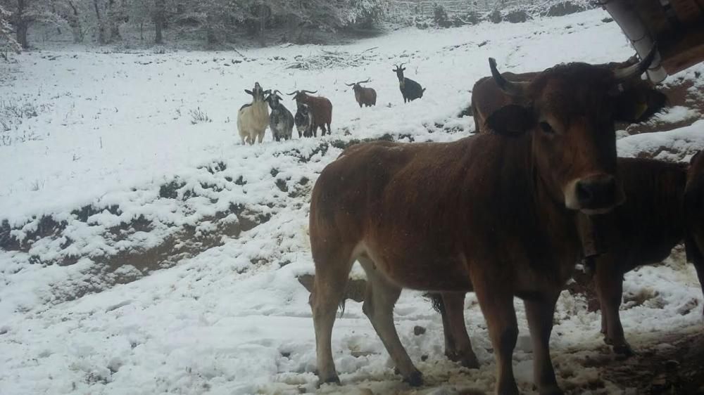 Temporal de nieve