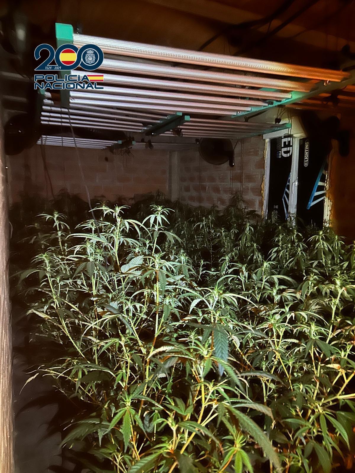 Imagen de la plantación indoor desmantelada.
