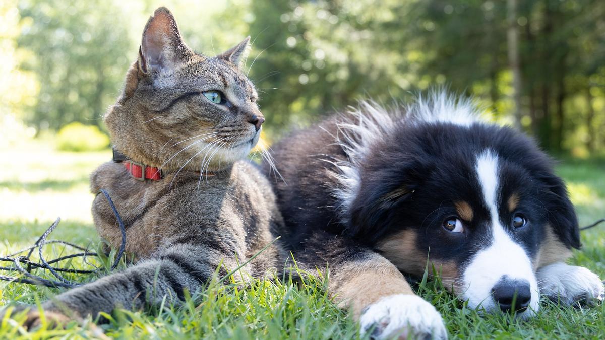 Un perro y un gato: ¿Quién entiende mejor a los humanos?