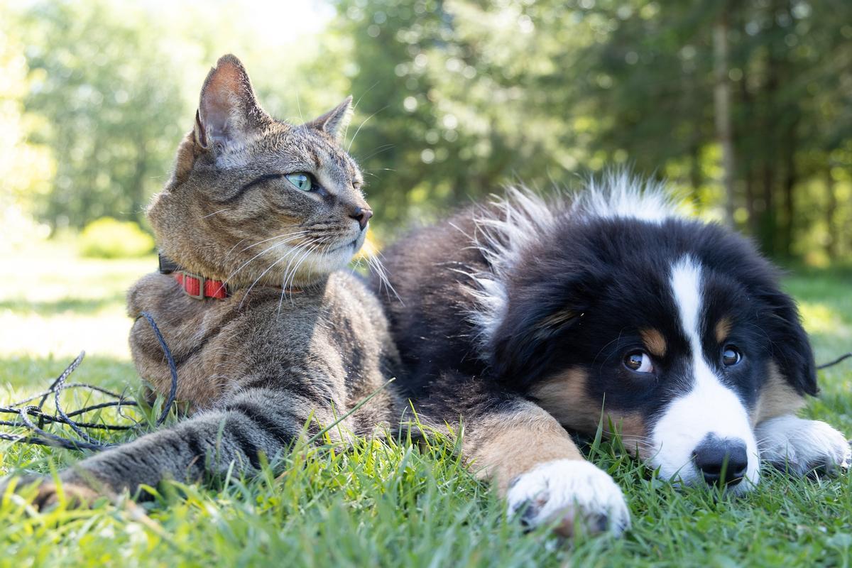 Un perro y un gato: ¿Quién entiende mejor a los humanos?