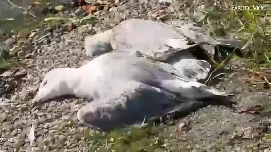 Gaviotas muertas en el embalse de Vilagudin