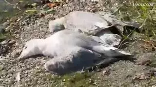 El embalse que mata a las gaviotas: otras 30 aves muertas en Vilagudín que se suman a los cientos que fallecieron en los últimos años