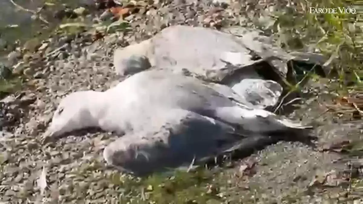 El embalse que mata a las gaviotas: otras 30 aves muertas en Vilagudín que se suman a los cientos que fallecieron en los últimos años