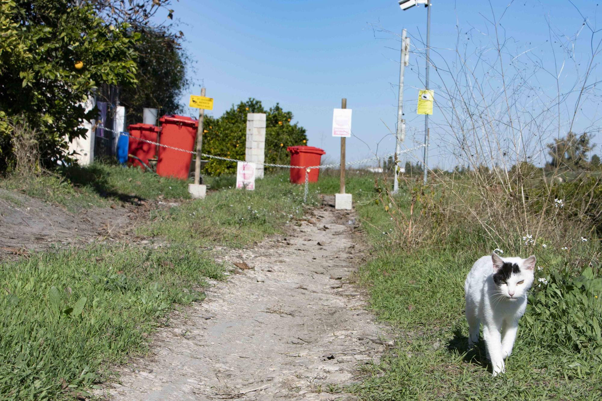 Ordenan la clausura de un santuario animal en Xàtiva