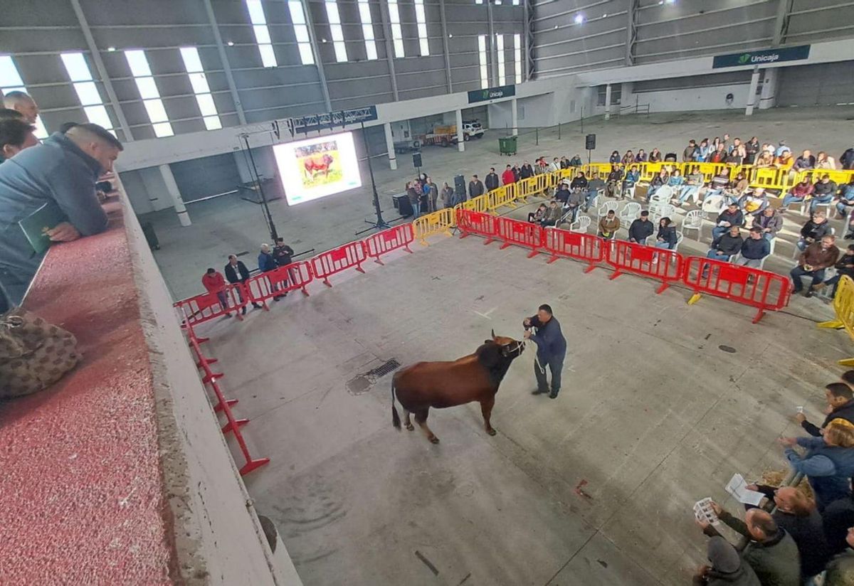La vaca autóctona cotiza alto en la subasta de Mieres: hasta 5.700 euros por un xato