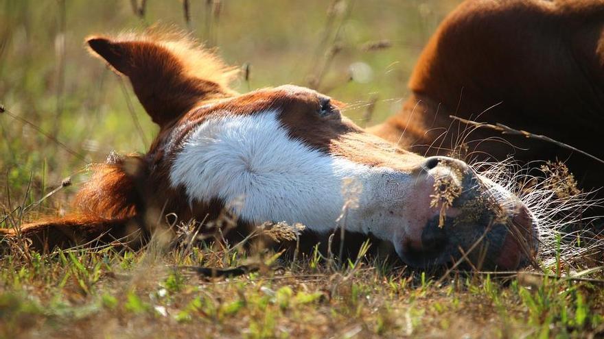 100 millones de caballos han muerto por nosotros