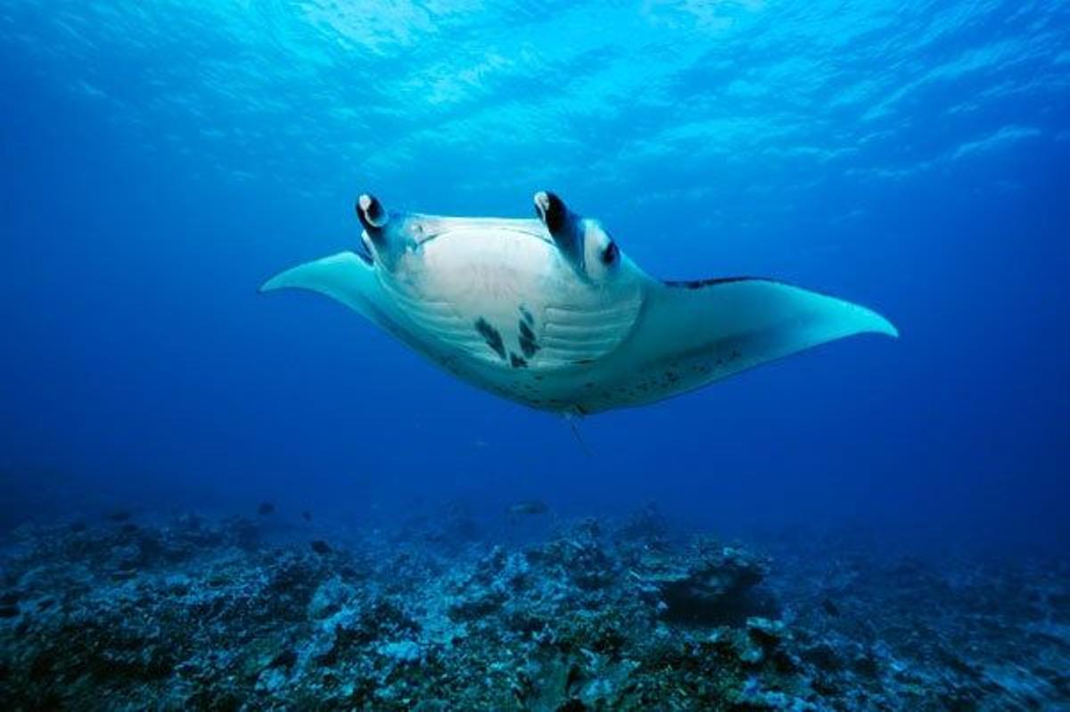 Manta raya sobre un páramo de coral muerto en Kiribati.