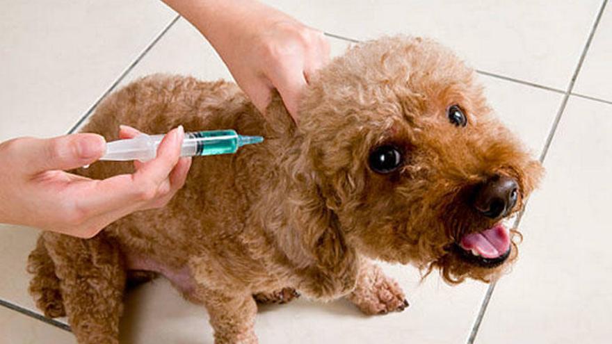 Un veterinario vacuna a un perro.