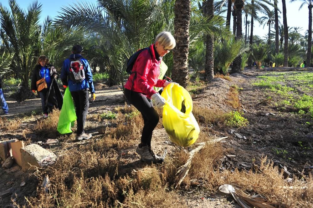 Limpieza de huertos para proteger el Palmeral