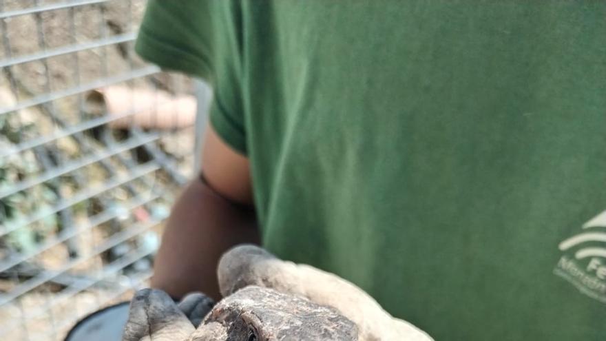 Liberación de un lagarto de Gran Canaria en San Lorenzo