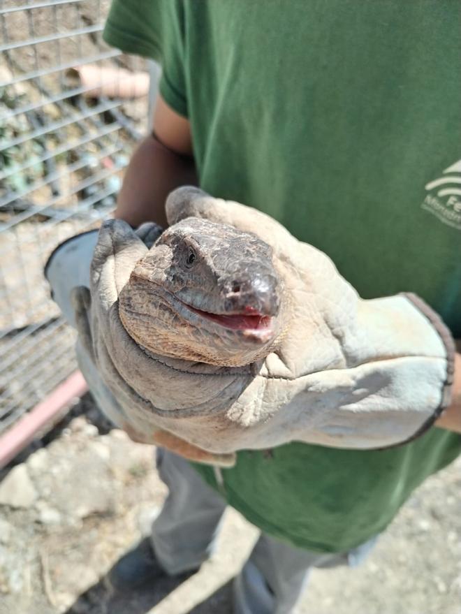 Alumnos de la FP Dual rescatan un lagarto gigante de Gran Canaria