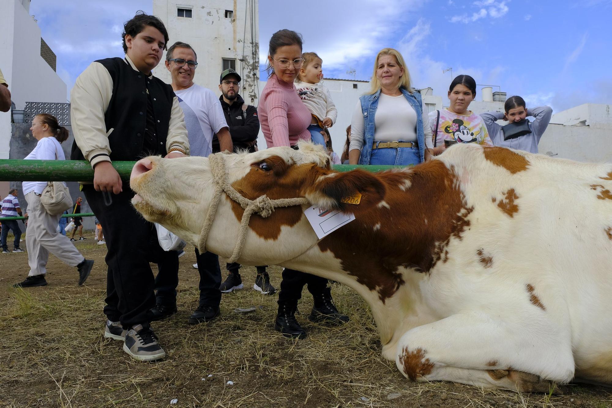 Feria de ganado y procesión en Jinámar