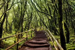 La ruta de senderismo más ancestral de España esconde el bosque de laurisilva más antiguo del mundo