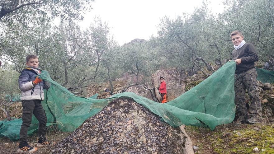 Escasa cosecha de aceituna en la "heroica" olivicultura de los Arribes zamoranos
