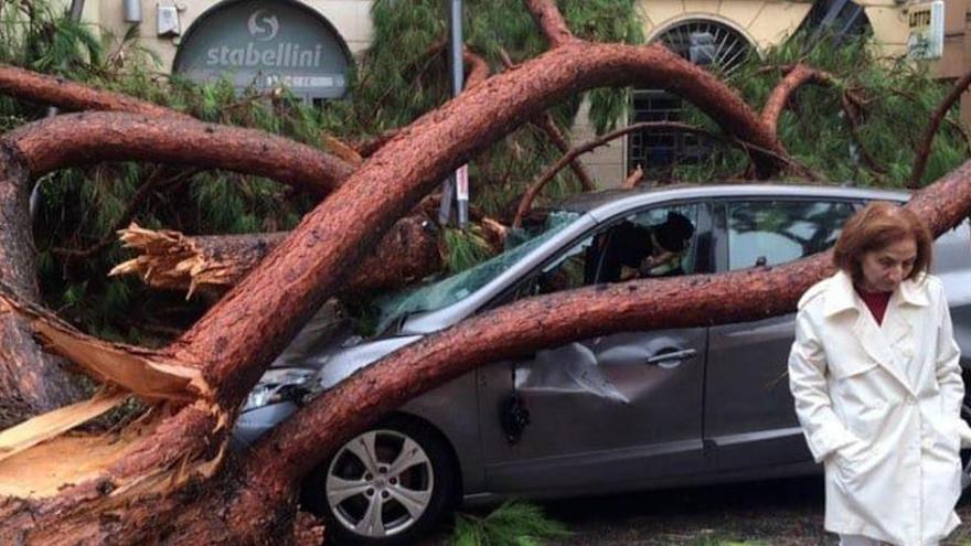Varios vehículos  destrozados al caer un árbol en Italia.