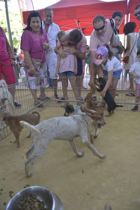 La perrera de Murcia saca sus animales a la calle