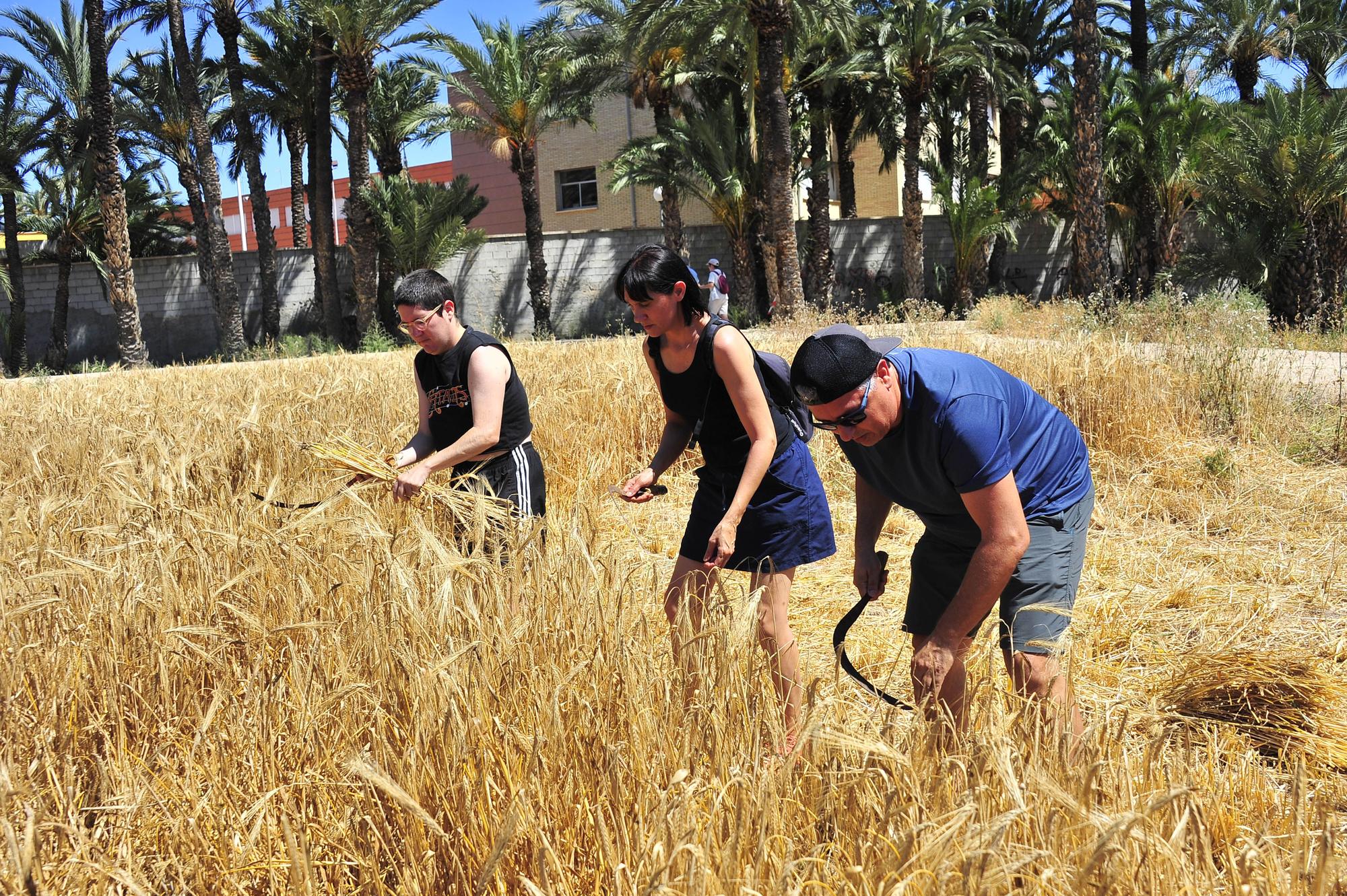 Segando  cebada  en l'Hort del Gat