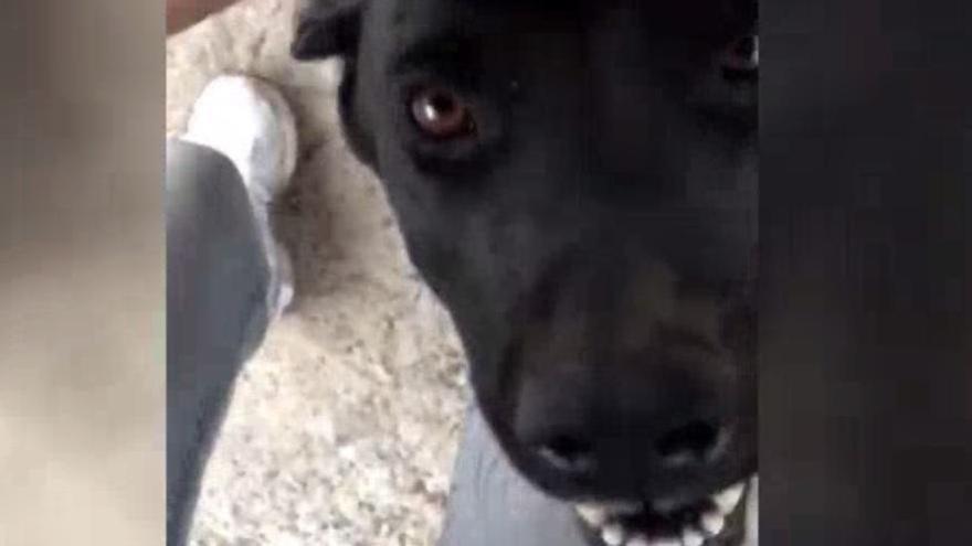 El emotivo reencuentro entre un perro con su dueña tras el incendio de Tasarte