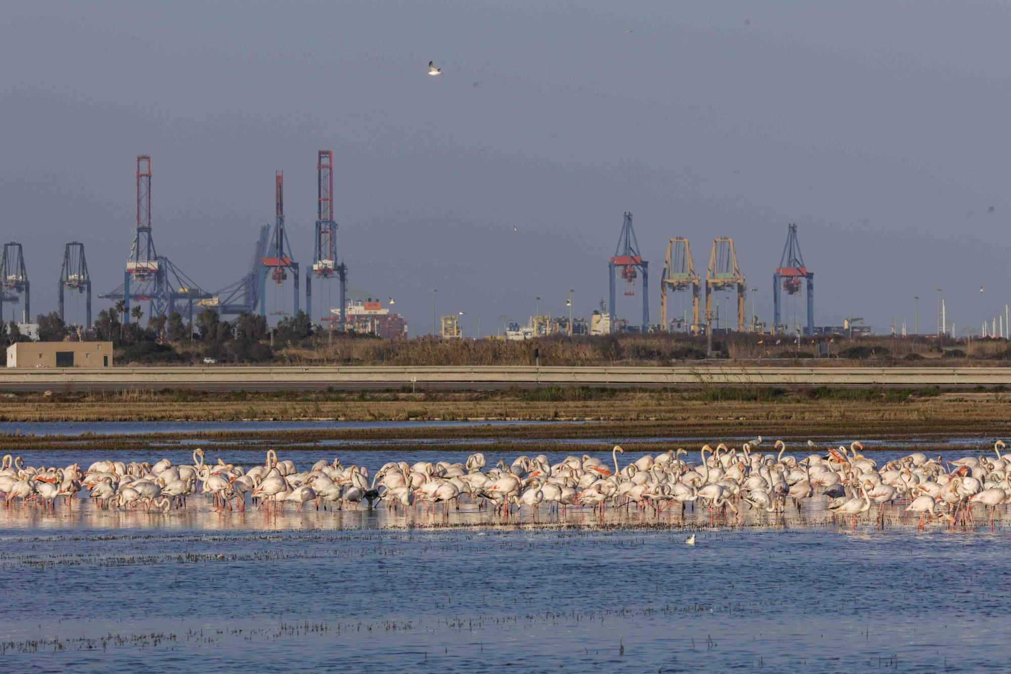 Flamencos, "moritos" y otras aves hibernan en l'Albufera