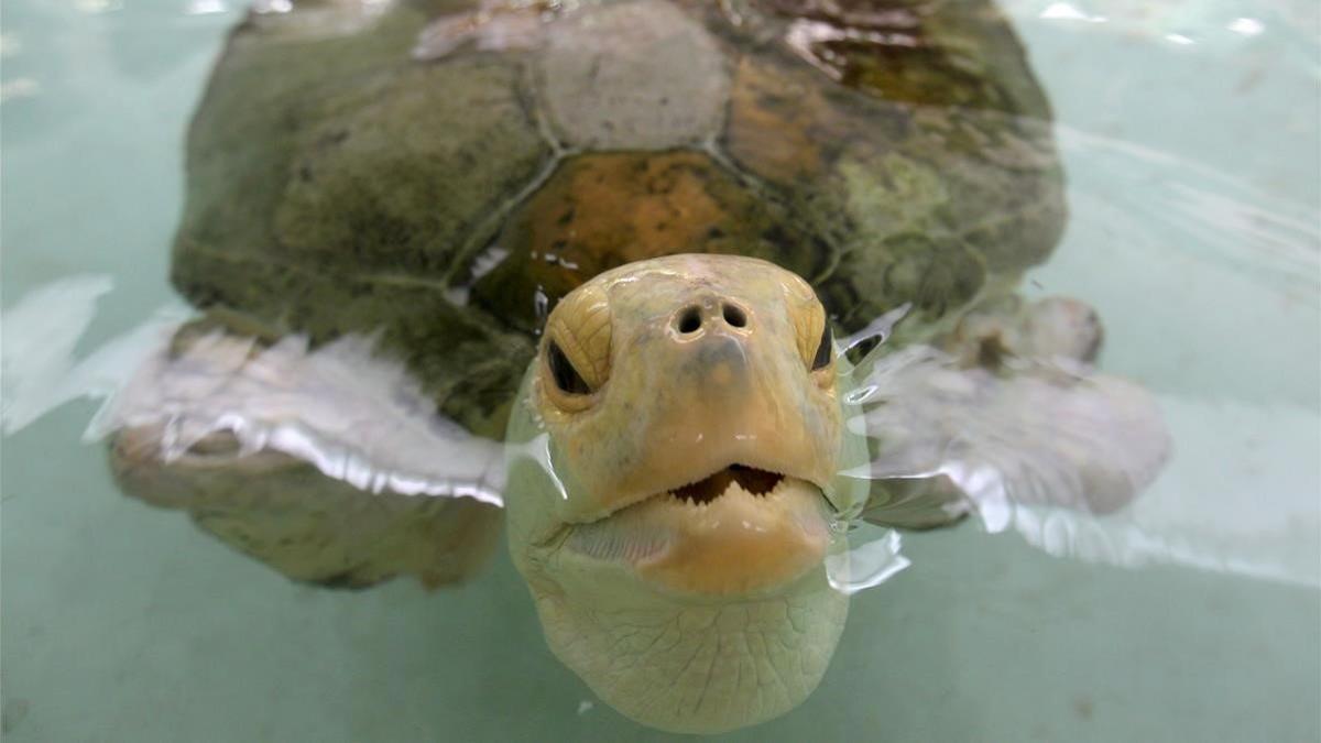 La tortuga Esperanza, en el primer hospital especializado en el cuidado de tortugas marinas