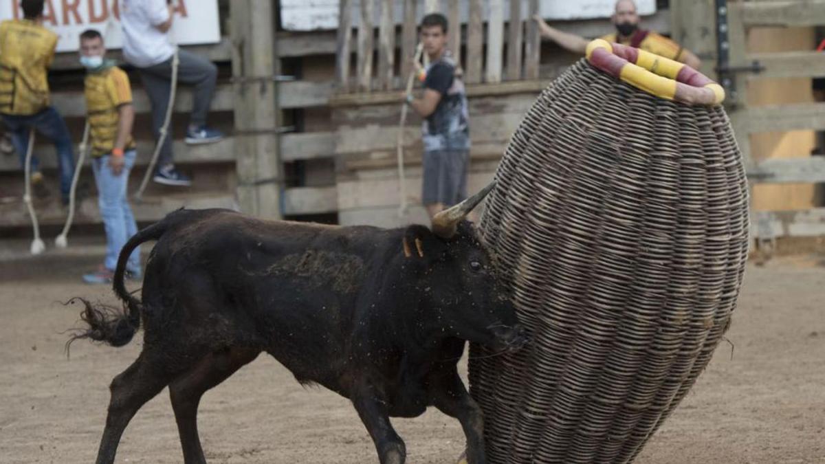 Un bou envestint la cargolera,  l’any passat a Cardona | ARXIU/OSCAR BAYONA