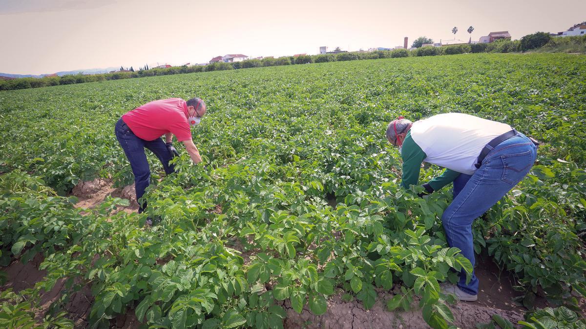 agricultura