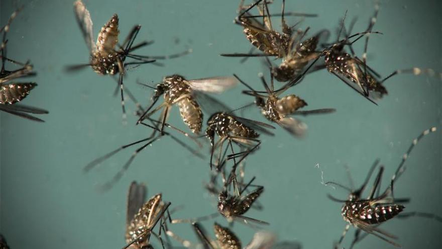 Extremadura registra un nuevo caso de zika