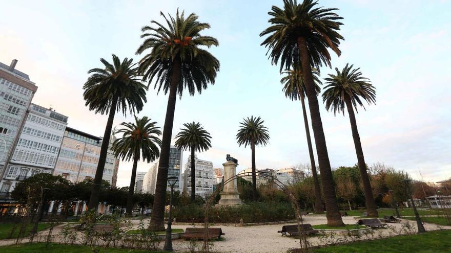 Las plagas ‘sentencian’ a los árboles protegidos de A Coruña