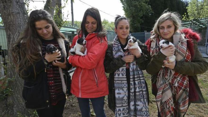 Flamenco, Mary, Niebla y Max ya tienen un hogar