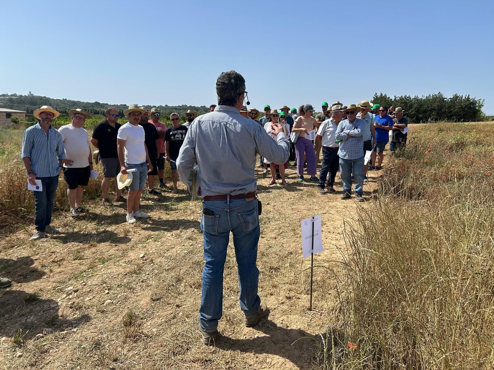 Agricultura | La jornada en el campo experimental de cereales en Maria de la Salut, en imágenes