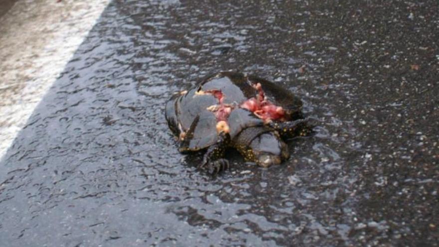 Una tortuga ha estat víctima dels cotxes.