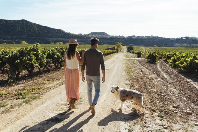 Un paseo por los viñedos