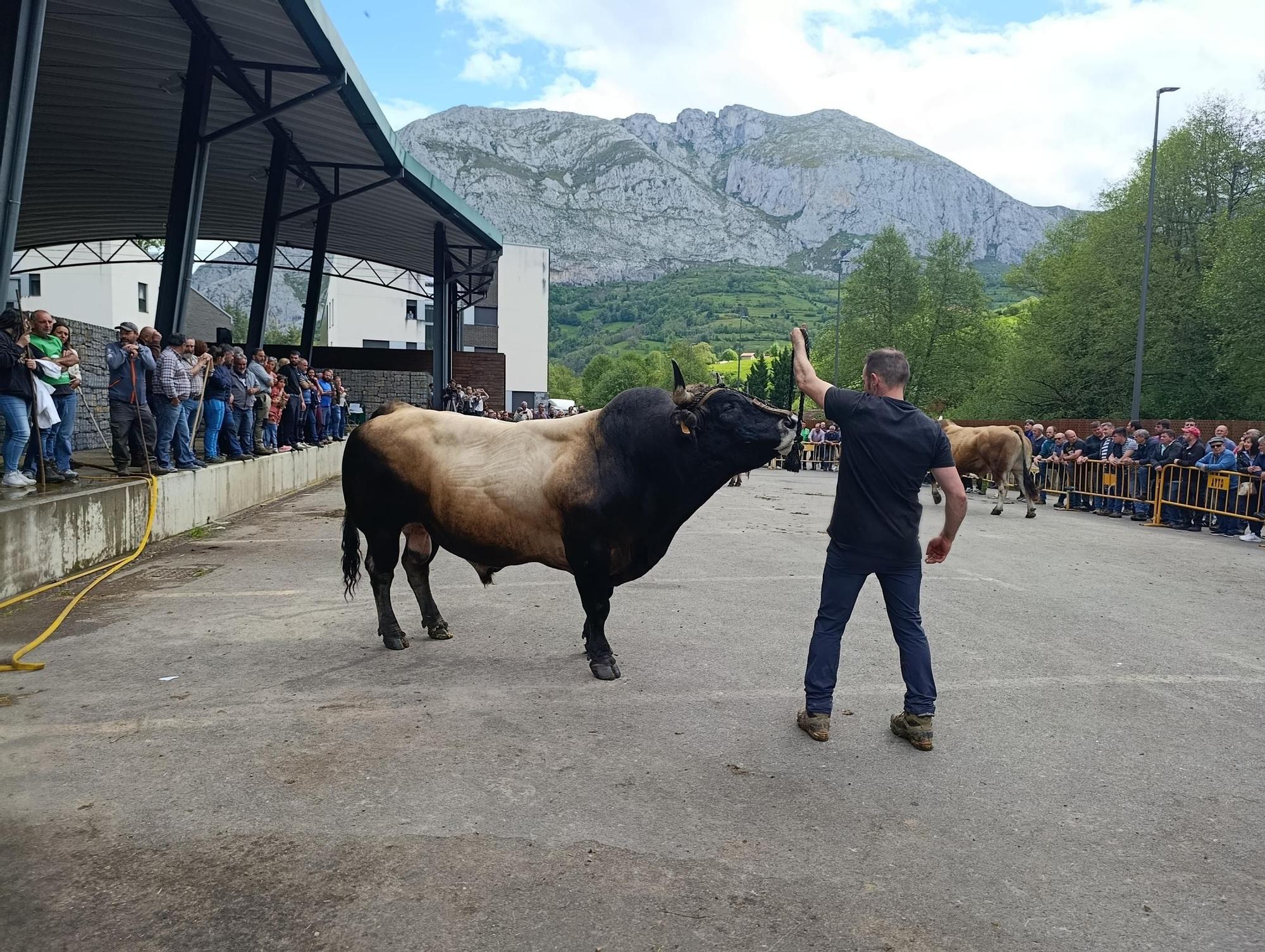 El XXXI Certamen-Exposición de Asturiana de los Valles de Teverga, en imágenes