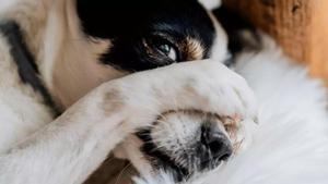 La Guardia Civil alerta sobre un riesgo para las mascotas en sus paseos diarios