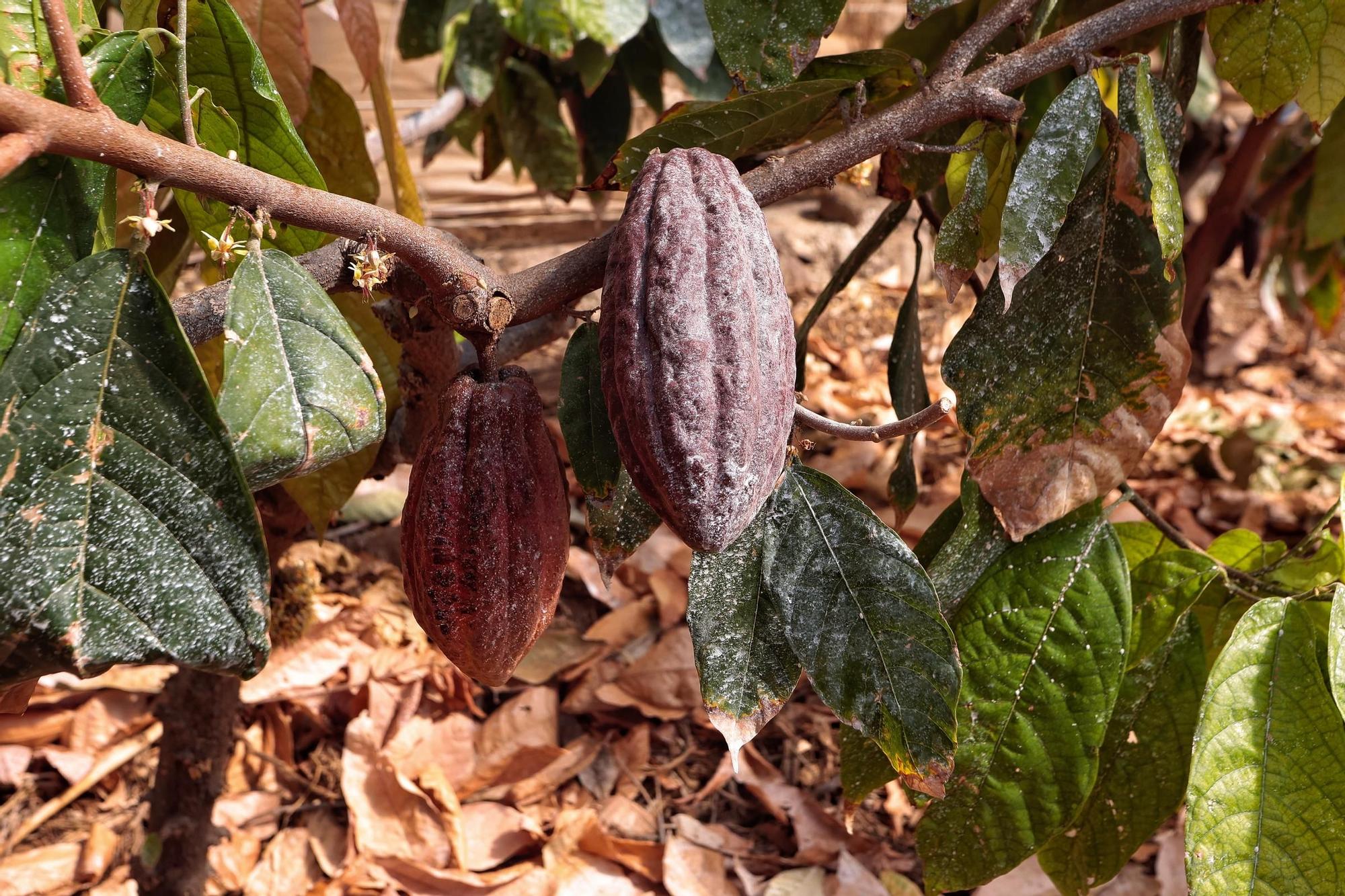 Parcelas destinadas al cultivo de café y cacao de la Finca Los Pajalillos