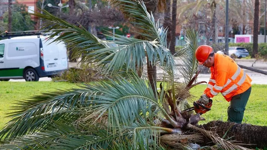 Jardineros del ayuntamiento recogen los restos de los árboles caídos tras el temporal